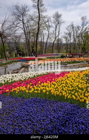 Festival de la tulipe à Emirgan Park dans le quartier de Sariyer à Istanbul, Turquie Banque D'Images