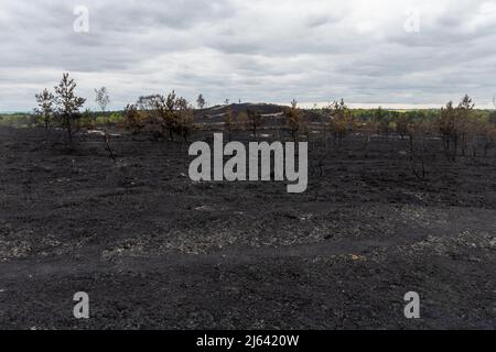 Chaîne des cendres, Pirbright, Surrey, quelques jours après un grand incendie de landes de bruyère, a brûlé 300 hectares de terres appartenant au ministère de la Défense, un habitat important pour la faune, Royaume-Uni, avril 27 2022 Banque D'Images