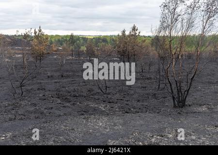 Chaîne des cendres, Pirbright, Surrey, quelques jours après un grand incendie de landes de bruyère, a brûlé 300 hectares de terres appartenant au ministère de la Défense, un habitat important pour la faune, Royaume-Uni, avril 27 2022 Banque D'Images