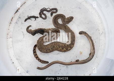 Cadavres de reptiles animaux animaux créatures tuées lors d'un grand incendie de landes à Ash Ranges en avril 2022, MOD-Land près de Pirbright Surrey au Royaume-Uni Banque D'Images