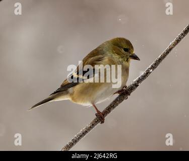 Vue rapprochée de l'American Goldfinch, perchée sur une branche avec un arrière-plan flou dans son environnement et son habitat environnant. Banque D'Images