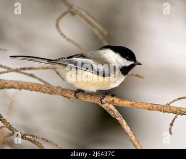 Oiseau de chickadee perché sur une branche appréciant son habitat et son environnement entourant montrant le plumage de plumes, le corps, la tête, les yeux, le bec, plumage. Banque D'Images