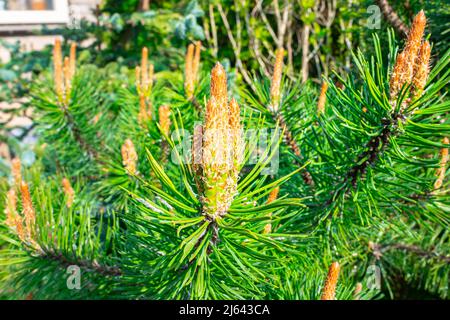 Nouvelles bougies de pin de montagne Dwarf (Pinus mugo) Banque D'Images