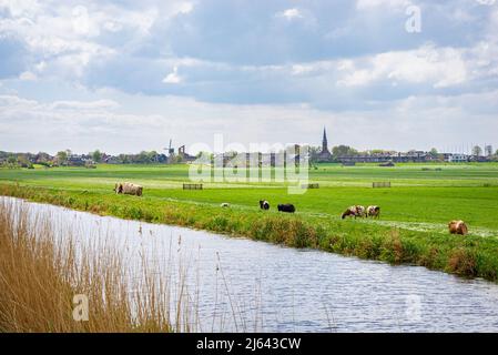 Vue rurale sur les prairies avec vaches et le village de Hazerswoude-dorp à l'ouest des pays-Bas Banque D'Images