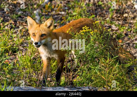 Le renard rouge se couche dans les derniers rayons du soleil couchant le soir dans son environnement et son habitat entourant d'un arrière-plan et d'un premier plan de feuillage. Banque D'Images