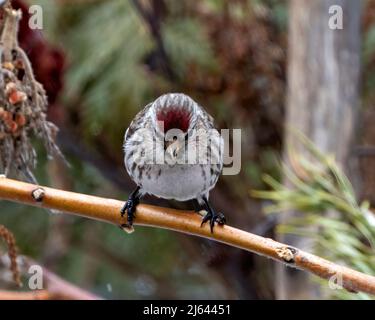 Vue en gros plan du sondage rouge, perchée sur une branche avec un arrière-plan de forêt flou dans son environnement et son habitat entourant Finch photo et image. Banque D'Images