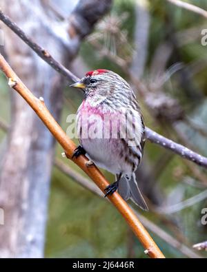 Vue en gros plan du sondage rouge, perchée sur une branche avec un arrière-plan de forêt flou dans son environnement et son habitat entourant Finch photo et image. Banque D'Images