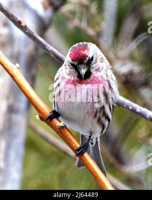 Sondage rouge Finch en hiver perchée avec un fond de forêt flou dans son environnement et son habitat environnant. Banque D'Images