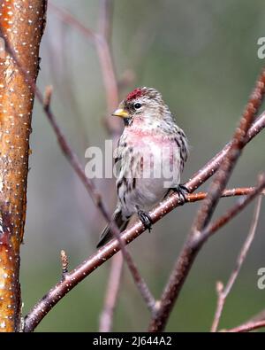 Vue en gros plan du sondage rouge, perchée sur une branche avec un arrière-plan flou dans son environnement et son habitat environnant. Photo et image de Finch. Banque D'Images