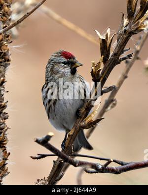 Vue en gros plan du sondage rouge, perchée sur le feuillage avec un arrière-plan flou dans son environnement et son habitat environnant. Photo et image de Finch. Banque D'Images