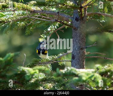 Oiseau de Paruline perché avec un arrière-plan flou dans son environnement et son habitat, affichant la couronne de tête jaune et le plumage de plumes. Image. Portrait. Image Banque D'Images