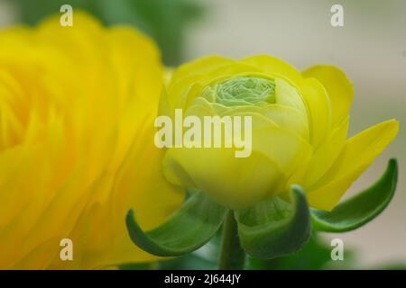 Fleur de ranunculus jaune gros plan. Banque D'Images