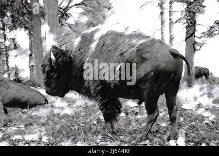 Croquis à l'encre noire et blanche d'un Bison américain avec des arbres en arrière-plan. Banque D'Images