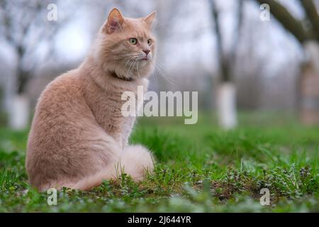 Un chat rouge est en train d'errer dans la cour. Banque D'Images