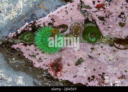 Un anémone géant de la mer verte (Anthopleura xanthogrammica) avec des tentacules de couleur vive dans une piscine à marée colorée par des algues Corallines roses à la plage du Rialto. Banque D'Images