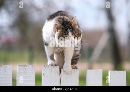 Le chat est sur la clôture. Chat en colère. Banque D'Images