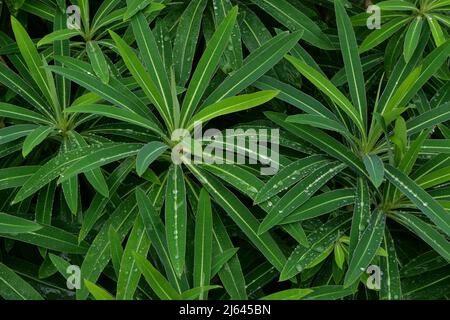 Image complète de plantes de la begonia verte foliages avec gouttes de pluie Banque D'Images