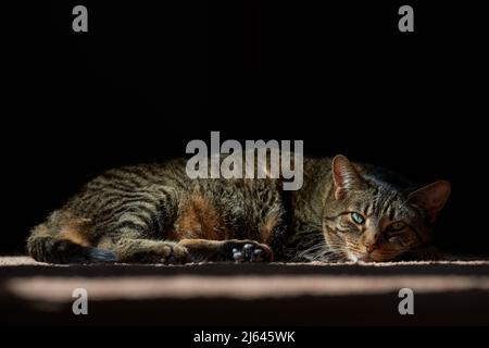 Tabby chat dormant dans une piscine de lumière du soleil Banque D'Images