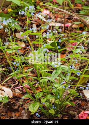 Tiges de fleurs et fleurs bleues du printemps vivace et robuste, Brunnera macrophylla 'Silver Heart' Banque D'Images