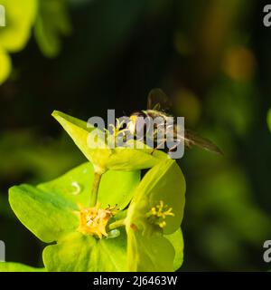 L'aéroglisseur migrant mâle Eupedes corollae, se nourrissant sur les fleurs printanières de l'Euphorbia amygdaloides 'Purpurea'; dans un jardin du Devon Banque D'Images