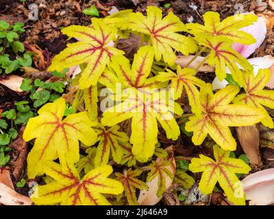 Feuillage de printemps doré à veiné rouge de la plante de jardin herbacée, robuste, ombragée, x Heucherella Alabama Sunrise Banque D'Images