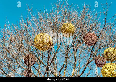 boule de caoutchouc blanche gonflée coincée dans l'arbre, en hauteur entre les branches. vue en gros plan. arbre sans feuilles. vue latérale abstraite. jeux, parcs et plein air Banque D'Images