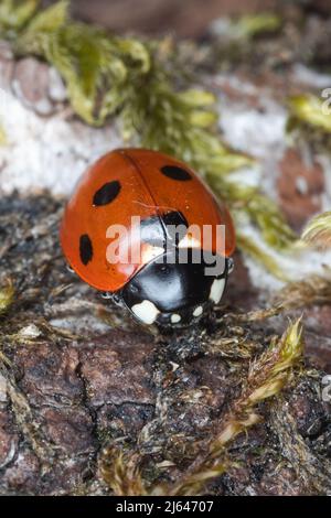 Ladybird (Coccinella septempunctata) à sept taches sur le feuillage dans un jardin ou en plein air, Hertfordshire, Royaume-Uni Banque D'Images