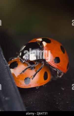 Ladybird (Coccinella septempunctata) à sept taches sur le feuillage dans un jardin ou en plein air, Hertfordshire, Royaume-Uni Banque D'Images