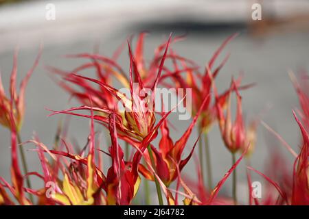 Tulipa acuminata (tulipe d'Istanbul) avec des pétales pointus rouges et jaunes fleurissant dans le jardin de printemps Banque D'Images