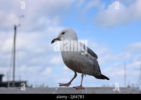 Mouette debout sur le mur du port avec mât à distance du ciel bleu Banque D'Images