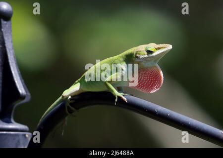 Cary, Caroline du Nord, États-Unis. 27th avril 2022. Un lézard à anole vert mâle vole son ventilateur de gorge dans une cour arrière de Cary. Cette section rose est en fait un mince rabat de peau qui pend en dessous de la gorge de l'anole verte. Les Anoles sont réputés pour leurs expositions dans lesquelles ils font des poussettes, bob leurs têtes de haut en bas, et de dénfurl leurs dewleps colorés. L'anole mâle l'utilise pour deux buts principaux: Protéger son territoire et attirer un compagnon. (Image de crédit : © Bob Karp/ZUMA Press Wire) Banque D'Images