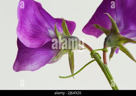 Gros plan de deux fleurs de pois (Lathyrus odoratus) sur un fond blanc vif. Banque D'Images