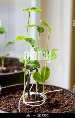 Gros plan de trois semis de pois doux (Lathyrus odoratus) dans un pot sur le rebord de la fenêtre d'une maison au début du printemps. Banque D'Images