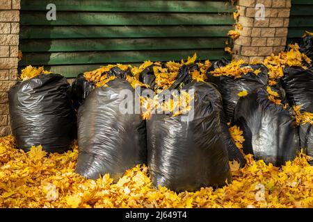 Grands sacs en plastique noir avec feuilles mortes. Octobre, automne. Prendre soin de la nature. Nettoyage, engrais organiques Banque D'Images