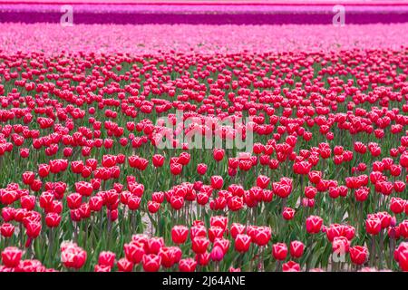 Un champ de tulipes fleuries (Tulipa) avec des tulipes rouges avec des bords blancs au premier plan et des fleurs dans les tons de rose et de violet au loin. Banque D'Images