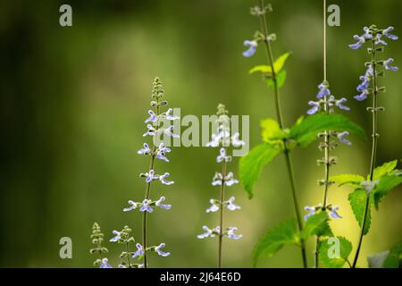 Titre : groupe de fleurs bleues de salvia fleurissant dans un jardin d'été Banque D'Images