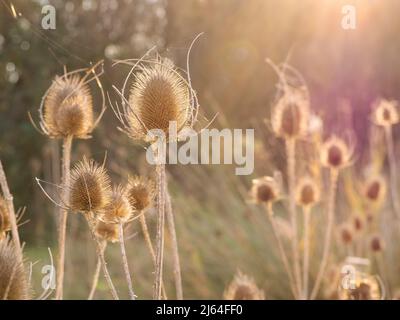 Concentration sélective de fleurs de chardon séchées (Dipsacus fullonum) sur la prairie au coucher du soleil en automne Banque D'Images