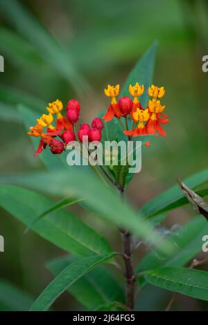 Asclépias curassica fleurs Banque D'Images