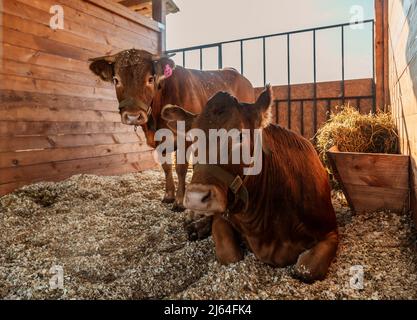 Veau vache rouge animal enfant ferme agriculture Banque D'Images