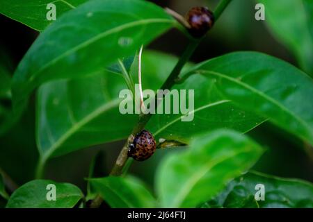 Gros plan des larves de coccinelles sur la tige verte de la plante Banque D'Images