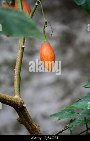 Solanum betaceum. Chilto ou tomate d'arbre, tomate de champ ou tamarillo. Banque D'Images