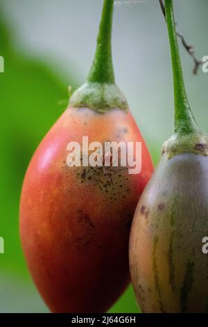 Solanum betaceum. Chilto ou tomate d'arbre, tomate de champ ou tamarillo. Banque D'Images