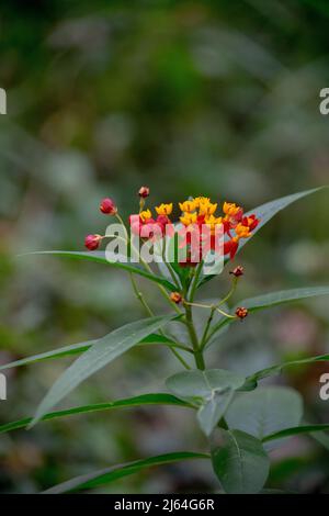 Asclépias curassica fleurs Banque D'Images