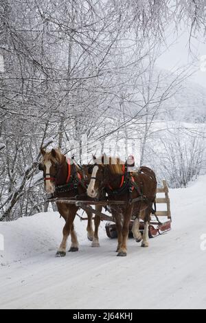 Traîneau tiré par des chevaux sur une route de campagne enneigée en hiver, Cantons de l'est, Québec, Canada. Banque D'Images