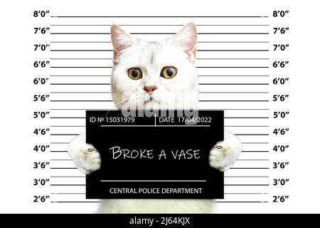 Chat britannique tenant une bannière du service de police. Mugshot. Photo de l'arrestation du criminel. Image amusante avec les animaux. Banque D'Images