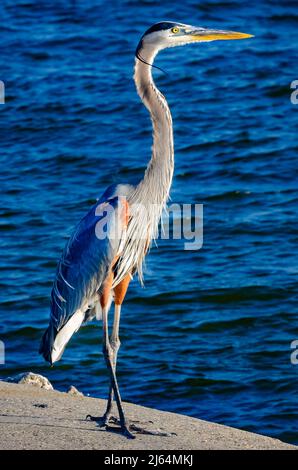 Un grand héron bleu (Ardea herodias) marche le long d'un quai dans le port de Gulfport, le 24 avril 2022, à Gulfport, Mississippi. Banque D'Images