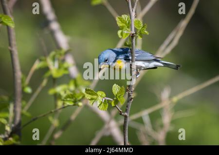 Parula du Nord mâle assis sur la branche avec fond vert Banque D'Images