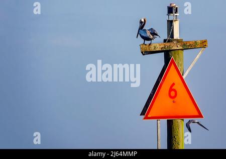 Un pélican brun (Pelecanus occidentalis) se trouve sur un marqueur de chenal dans le port de Gulfport, le 24 avril 2022, à Gulfport, Mississippi. Banque D'Images