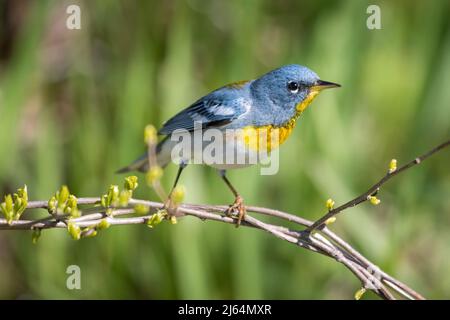 Parula du Nord mâle assis sur la branche avec fond vert Banque D'Images