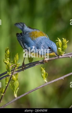 Parula du Nord mâle assis sur la branche avec fond vert Banque D'Images